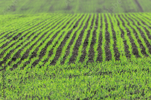 Rows of young emerging green wheat crops