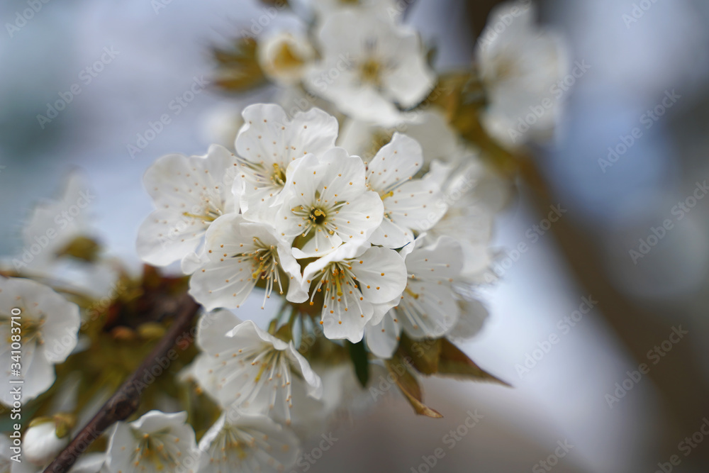 cherry tree blossoms in spring day