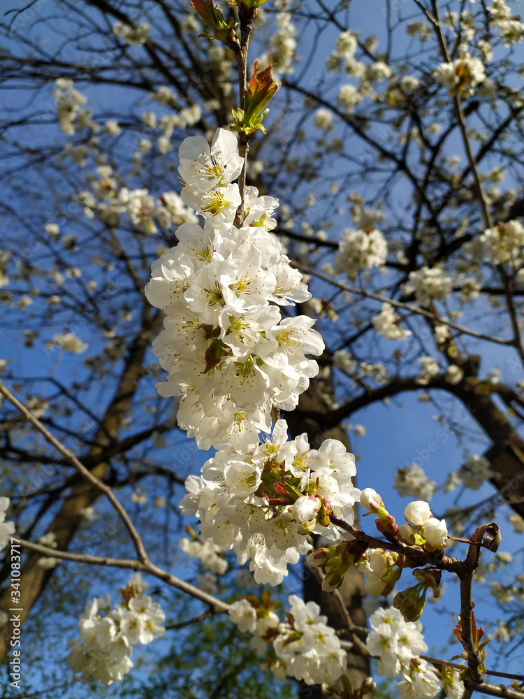 Obraz premium Pear flowers