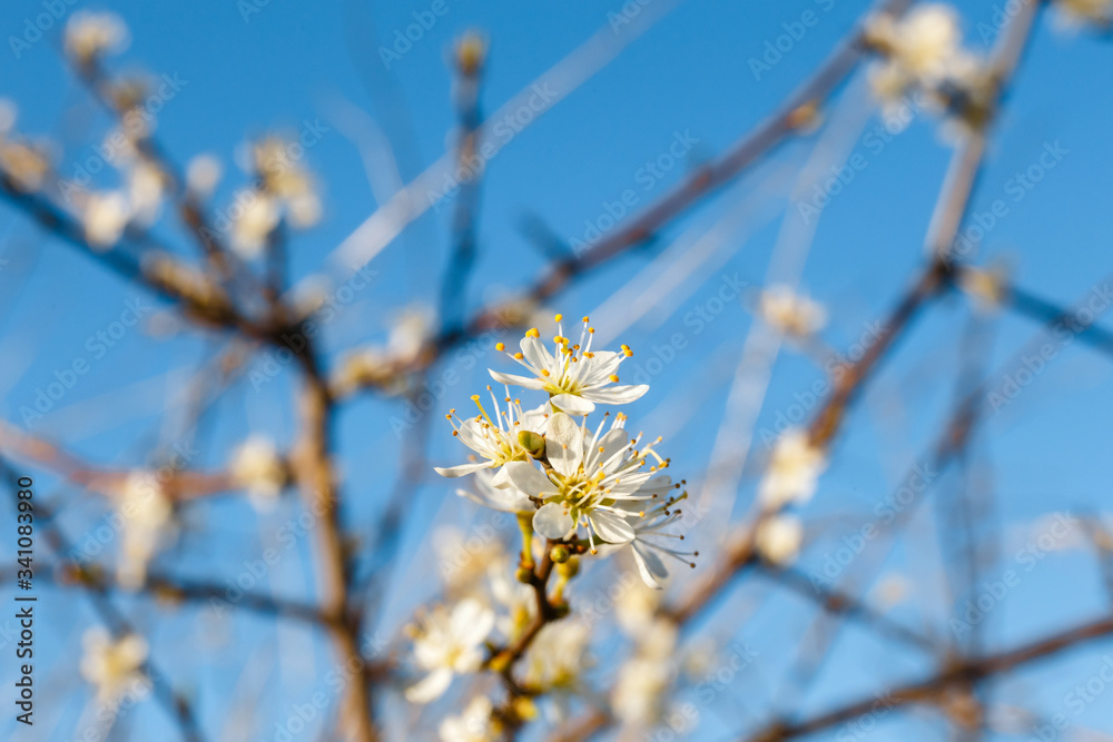 Hawthorn blossom flower on tree, close up Hawthorn blossom flower on tree, close up