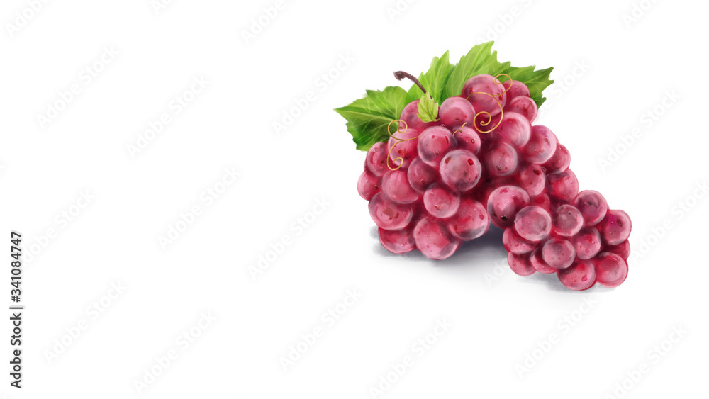 Hand drawn watercolor painting on white background. illustration of fruit grapes Hand drawn watercolor painting on white background. illustration of fruit grapes