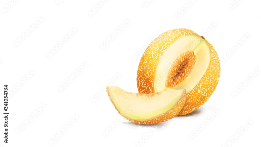cantaloupe melon hand draw. illustration cantaloupe melon hand draw. illustration