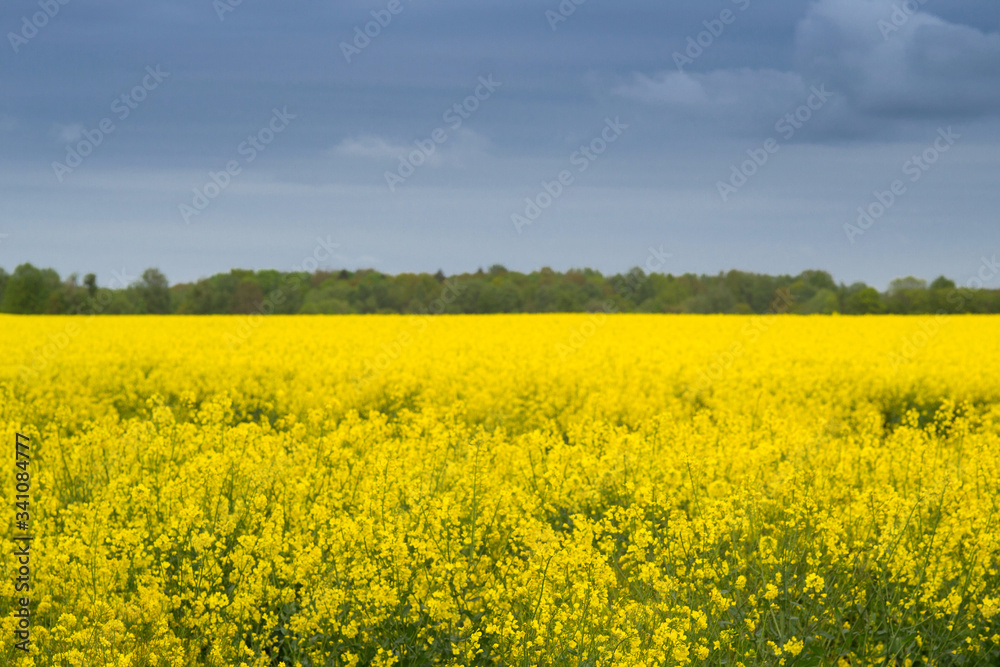 Yellow rapeseed field under the dark sky
