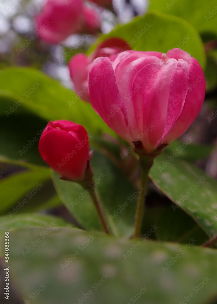 Asiatic crabapple flower, Malus spectabilis, pink flower bloom during springtime Asiatic crabapple flower, Malus spectabilis, pink flower bloom during springtime