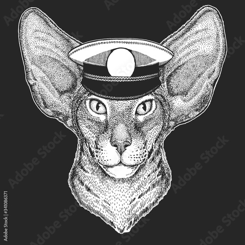 Oriental shorthair cat head. Sailor capitan hat. Portrait of animal.