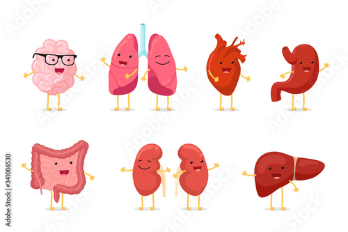 Cute cartoon healthy human anatomy internal organ character set with brain lung intestine heart kidney liver and stomach mascots. Vector isolated eps illustration