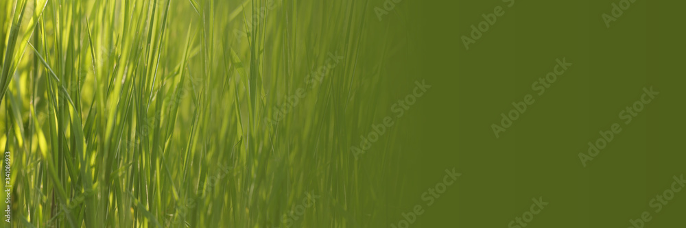 Obraz premium The spring background with green lush grass. Gradient.
