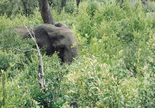 ELEPHANT IN BUSH