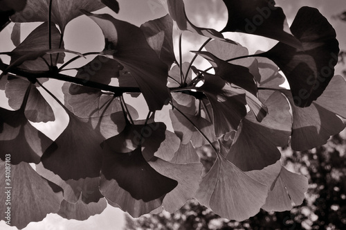 sunlit leaves in black and white © Lynn Freeny