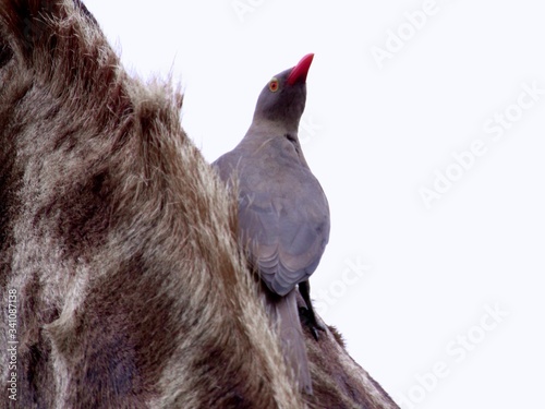 OXPECKER ON GIRAFFE