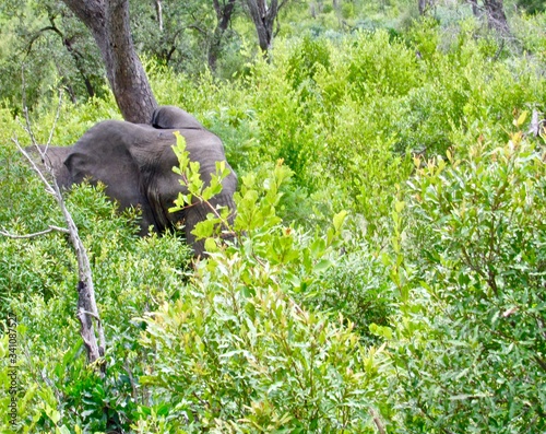 ELEPHANT AMONG TREES