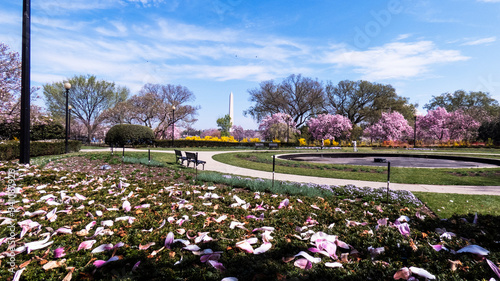 Cherry blossom and Washington Monument in Washington D.C. National Mall.