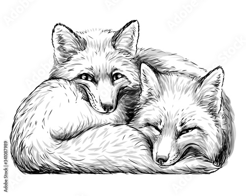Little foxes. Wall sticker. Hand-drawn, sketch portrait of two cute smiling sleeping little foxes on a white background.