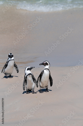 on the beach a pair of penguins are looking at each other, the third is standing aside