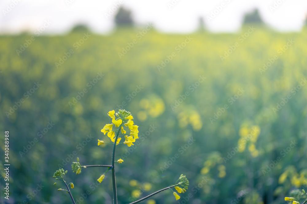 Outdoor photo of canola plant. Mustard flower blossom. Rape (Brassica napus, rapeseed, oil seed, canola). Beautiful flower of the rapeseed closeup on a natural background, selective focus. Outdoor photo of canola plant. Mustard flower blossom. Rape (Brassica napus, rapeseed, oil seed, canola). Beautiful flower of the rapeseed closeup on a natural background, selective focus.