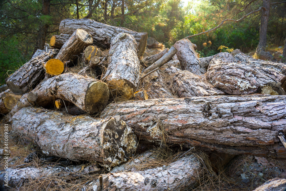 Woods ready for cold winter. Preparation for hard weather conditions. Winter is coming concept photo. Group of orange wood pieces with sun light / sunlight background.