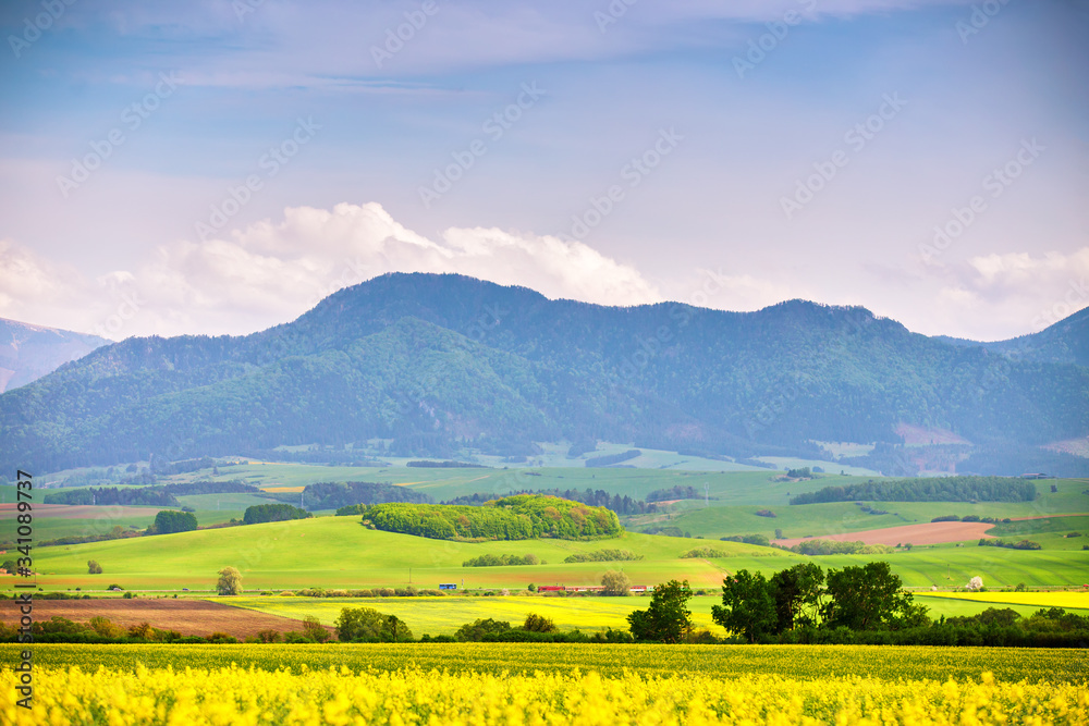 Blooming spring landscape. Yellow colza fields and green meadows