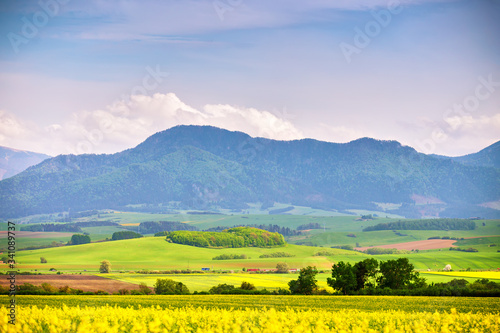 Blooming spring landscape. Yellow colza fields and green meadows