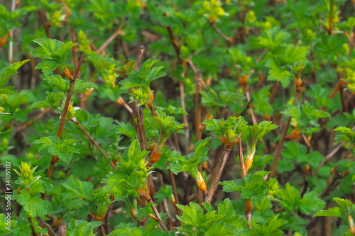 The first green leaves on the bushes. Juicy vibrant green background. © Igor