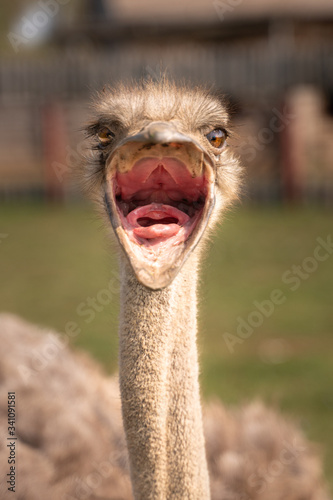 ostrich head screaming loudly with mouth wide open © Poul T.