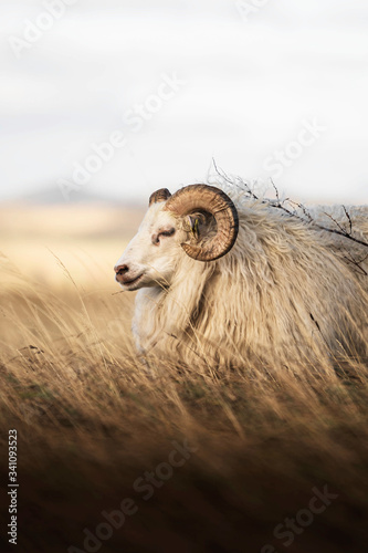 Icelandic sheep photo