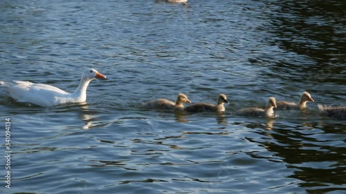 Duck family on the river