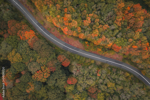 Autumn drone shot
