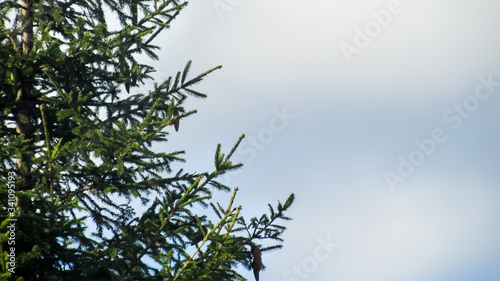 Branches of a green Christmas tree on a background of blue sky. Background. Place for text