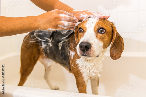 Beagle mix hound getting soaped up in the bathtub.