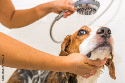 A Beagle mix is being gently rinsed of soap in the shower - View looking up.