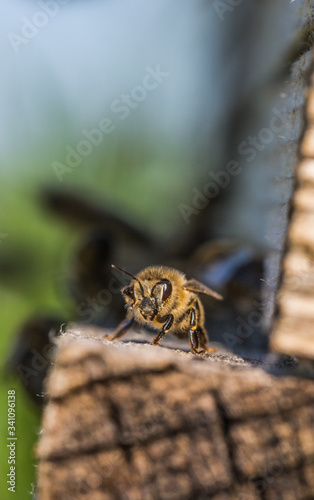Honigbienen fliegen in Bienenstock © swmedia