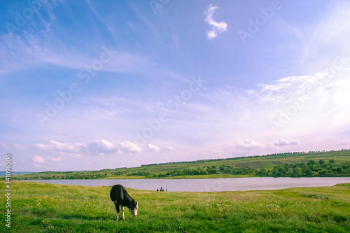 Ecology Science. Beatiful river view with cow. © sipoiannu