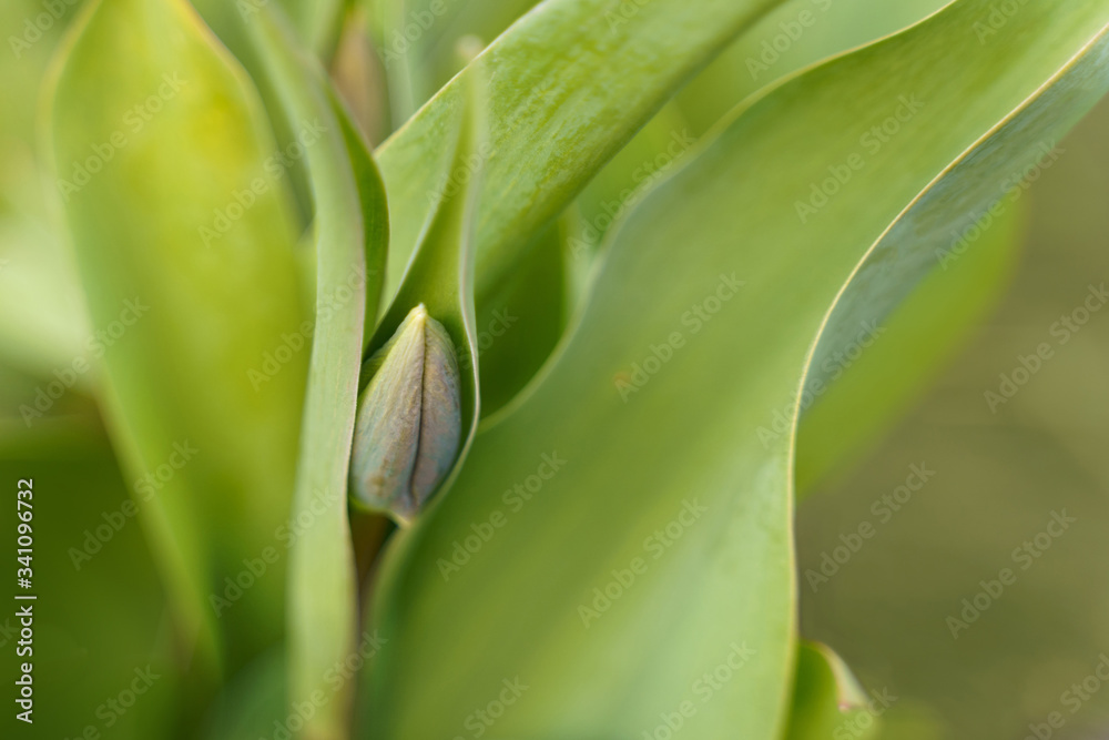 The young green bud of tulip flower growing The young green bud of tulip flower growing