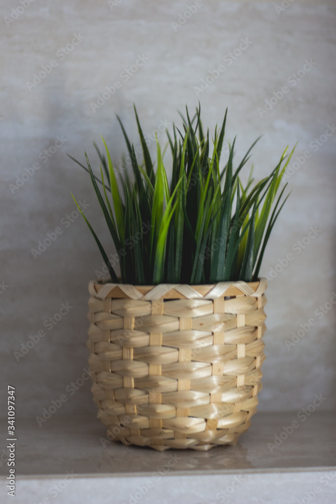 Fototapeta premium green grass in a basket