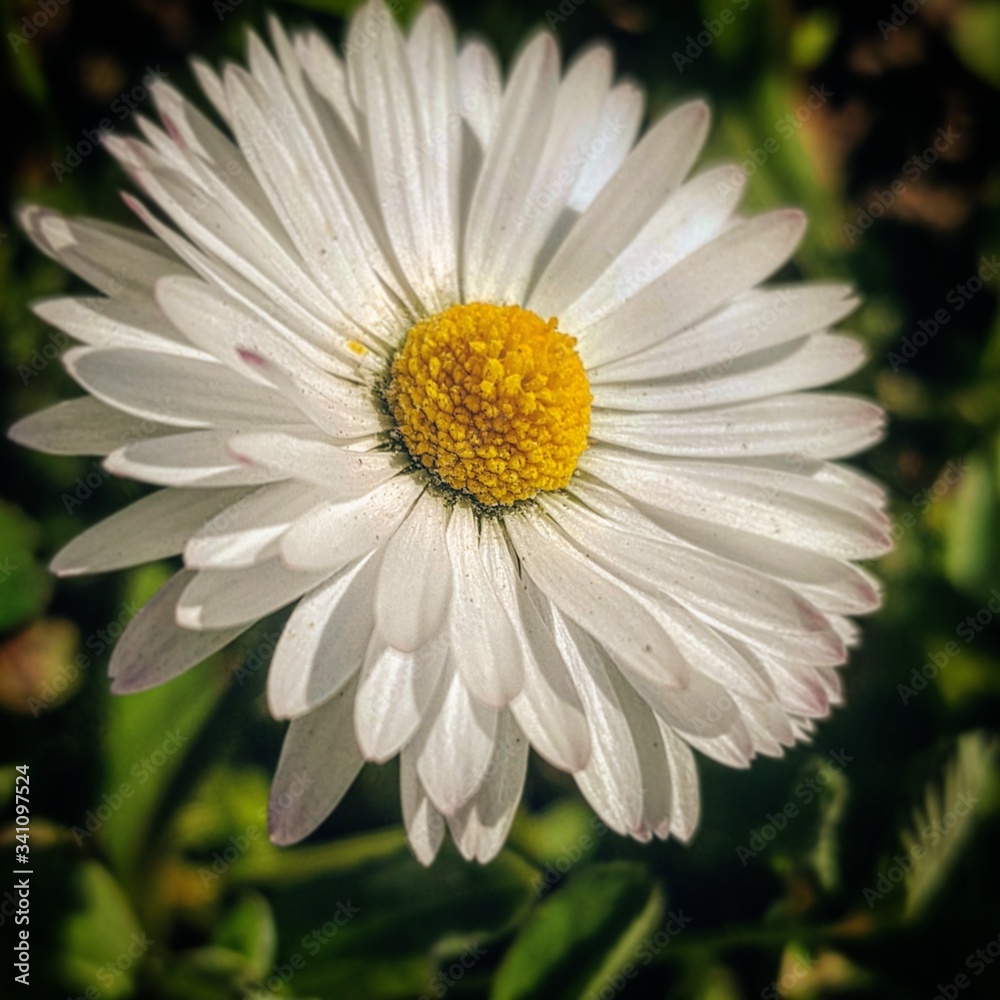 white daisy flower