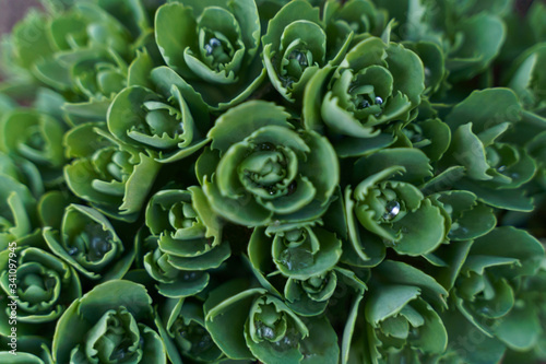 stonecrop green Plant with aqua drops Macro 