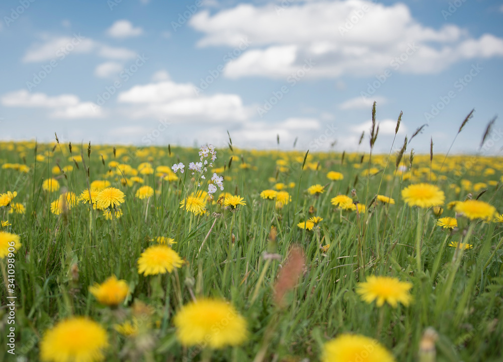 Obraz premium Wiese mit Löwenzahn unter blauen Himmel mit Wolken, Taraxacum