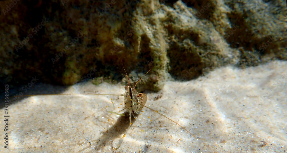 European rock pool shrimp - Palaemon elegans