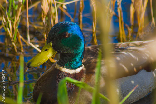 Wild duck in the canes, swimming, male, green head, yellow beak, water bird on the lake, closeup, portrait