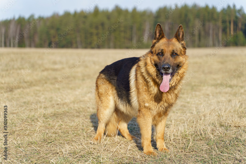 Adult German Shepard on the grass outdoor Adult German Shepard on the grass outdoor