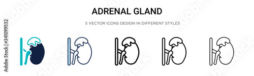 Adrenal gland icon in filled, thin line, outline and stroke style. Vector illustration of two colored and black adrenal gland vector icons designs can be used for mobile, ui,
