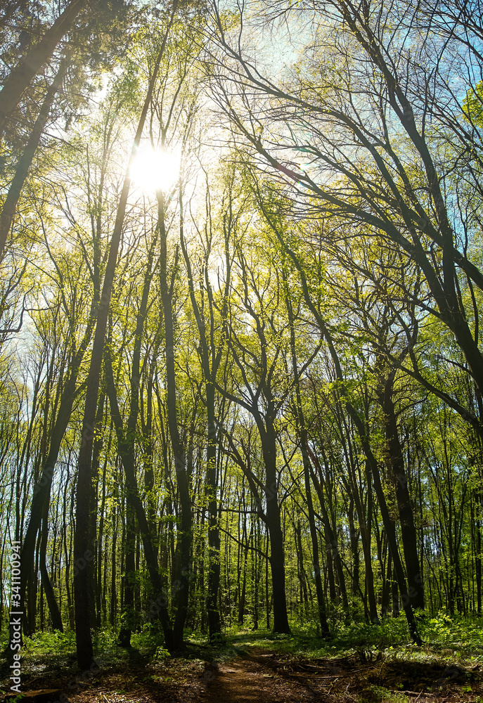 Obraz premium In the Forest with sunlight