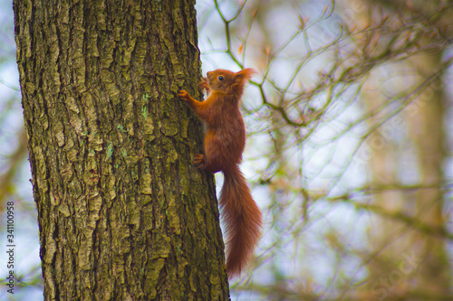 Squirrel, redhead, on a mossy tree, root, mammal, animal, rodent, red tail © Krzysztof