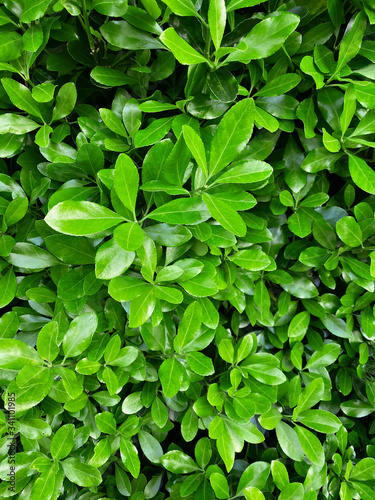 Wallpaper Mural green leaf foliage texture, leaf nature background Torontodigital.ca