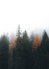 Misty coniferous forest in Dolomites