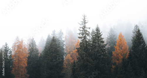 Misty coniferous forest in Dolomites photo