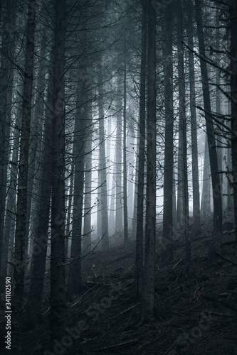 Dark misty forest © rawpixel.com