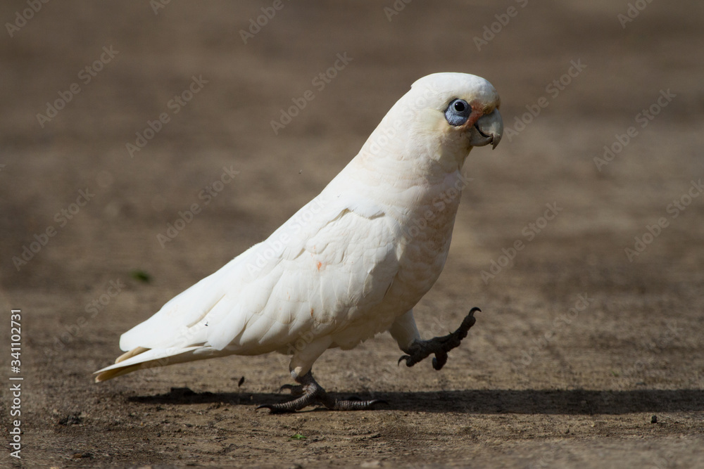 Corella Walking Across a Dirt Track with Purpose Corella Walking Across a Dirt Track with Purpose