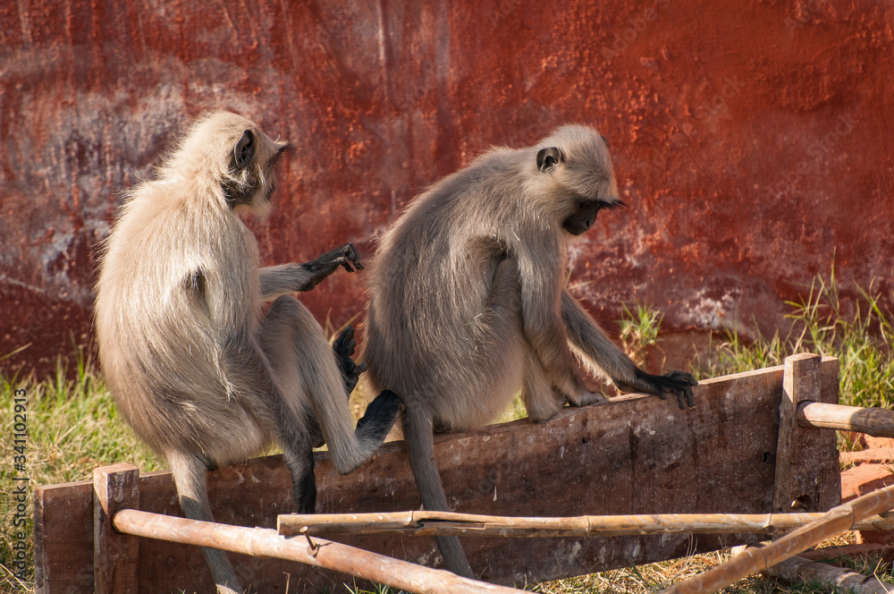 Monkeys at Nahargarh Fort - Jaipur, India