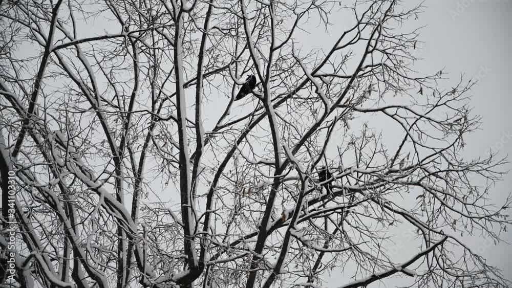 CUERBOS EN ARBOL CON NIEVE 2